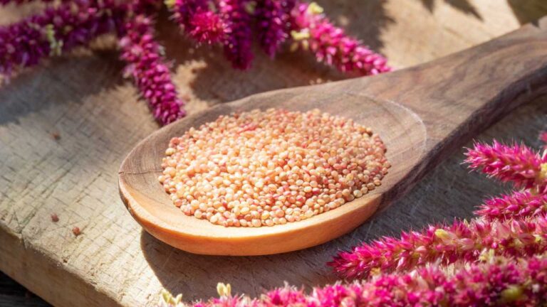 Ziarna amarantusa na drewnianej łyżce