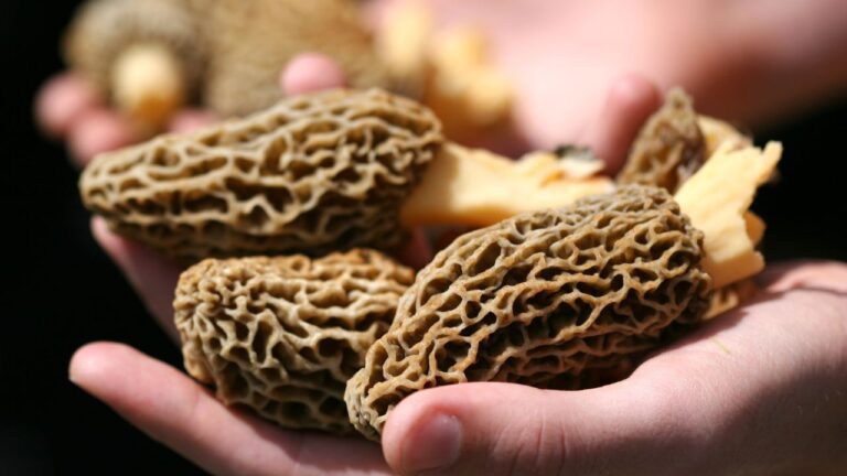 Świeże smardze. Jak i ile gotować smardze, aby były pyszne i zdrowe