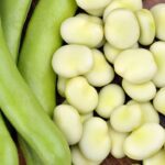 Młody bób - ziarna i strączki