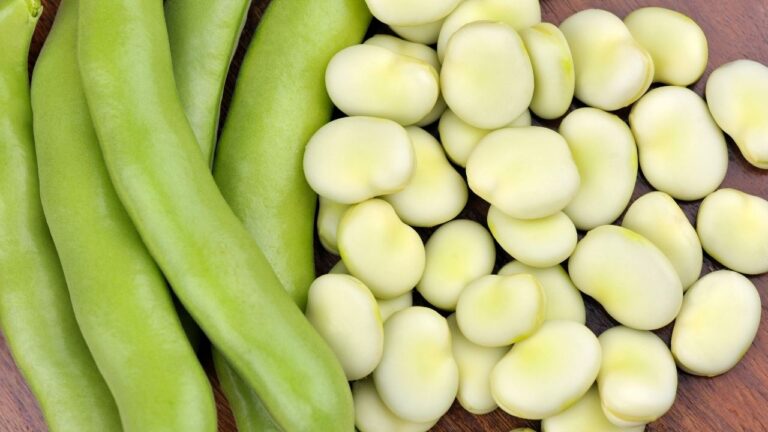 Młody bób - ziarna i strączki