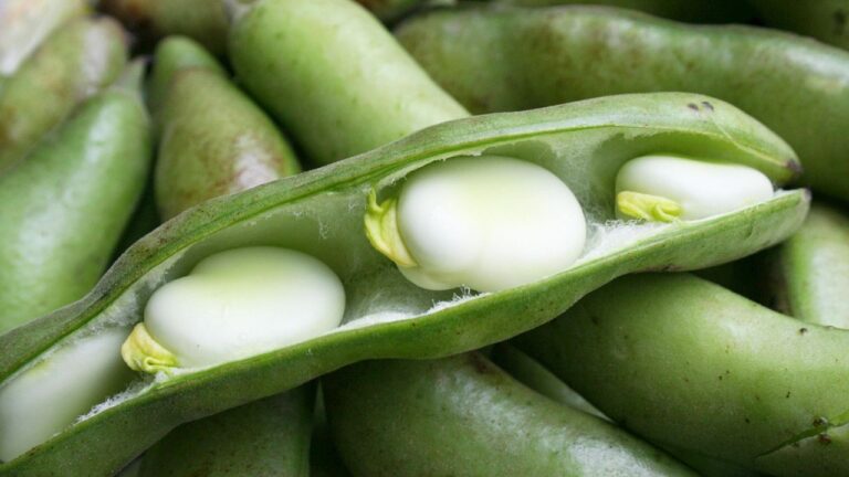 Świeża fasola Jaś w strączku