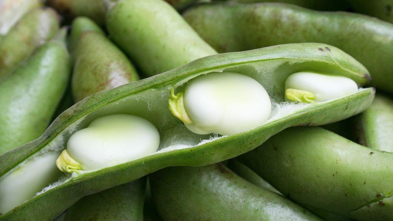 Świeża fasola Jaś w strączku