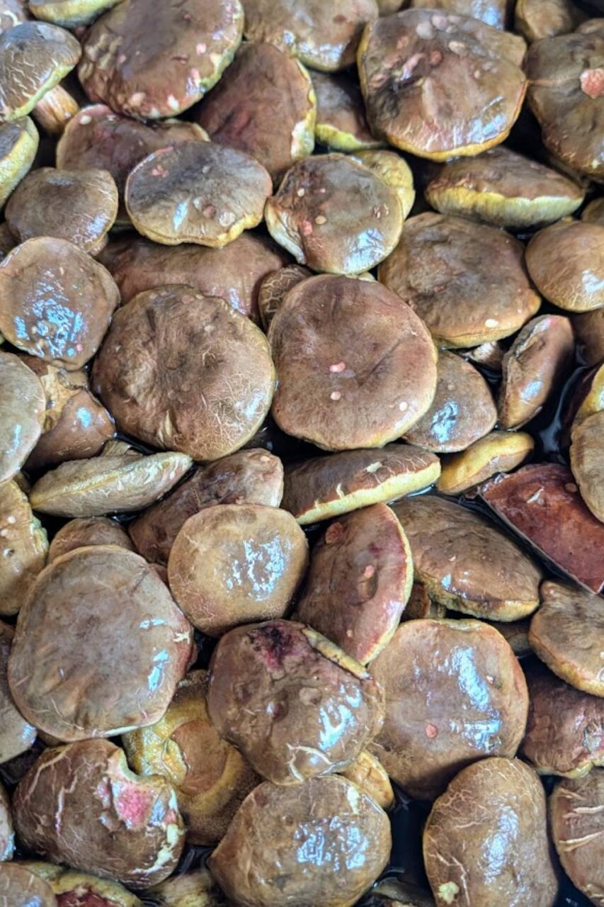 Podgrzybki zajączki w trakcie przygotowania do marynowania